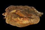 Cretaceous Swordfish (Protosphyraena) Vertebra - Kansas #136490-1